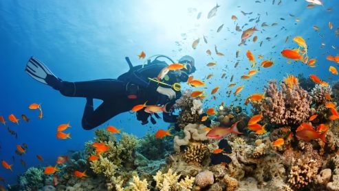 Scuba Diving