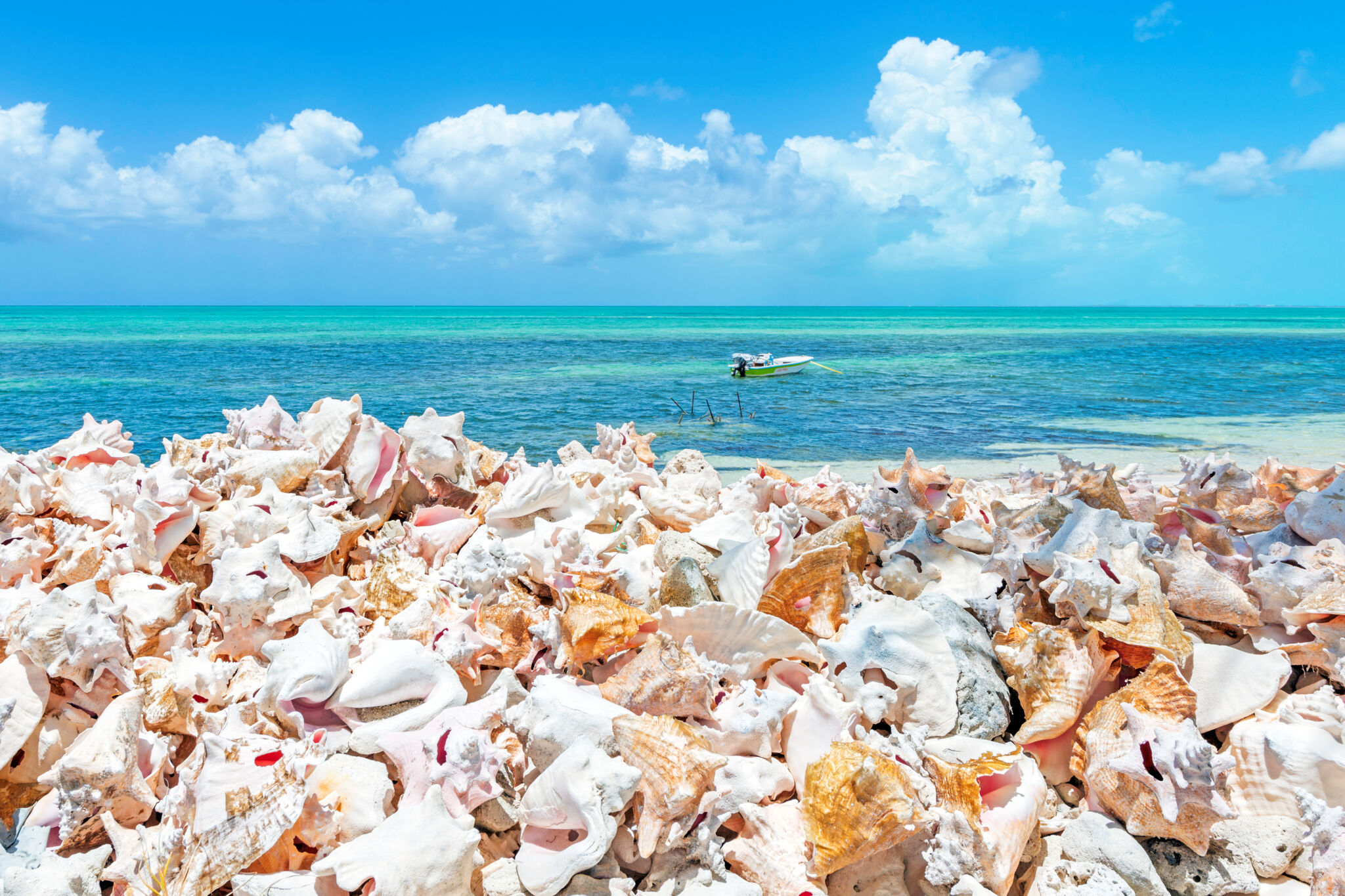 Turks and Caicos Conch Farm