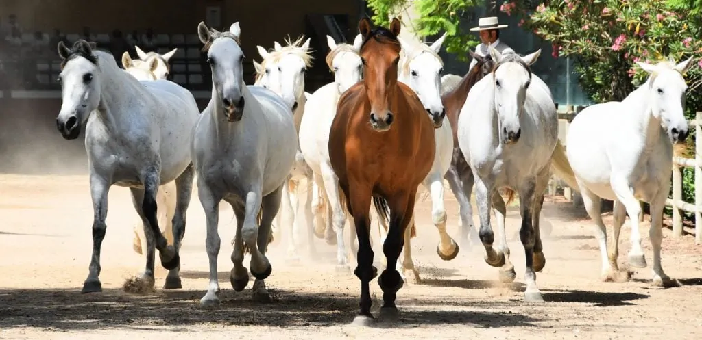 Horseback Riding