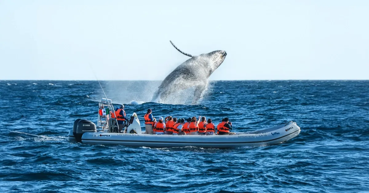Whale Watching