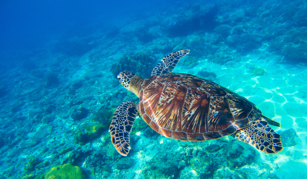 Akumal
